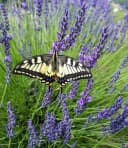 BALDUR Garten Lavendel Phenomenal® 3 St. Duftend Winterhart Mehrjährig Bild 5