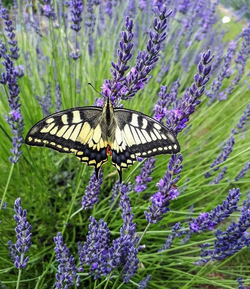BALDUR Garten Lavendel Phenomenal® 3 St. Duftend Winterhart Mehrjährig - Bild 5