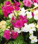 BALDUR Garten Incarvillea Blüten-Mix 3 St. Freilandgloxinie Winterhart Mehrjährig Bild 1