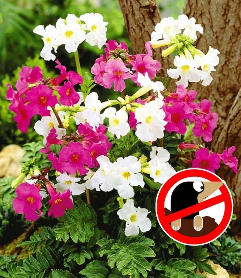 BALDUR Garten Incarvillea Blüten-Mix 3 St. Freilandgloxinie Winterhart Mehrjährig - Bild 2