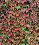 BALDUR Garten Kletterpflanze Wilder Wein 'Veitchii' Gespensterpflanze Bild 1