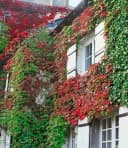 BALDUR Garten Kletterpflanze Wilder Wein 'Veitchii' Gespensterpflanze Bild 2