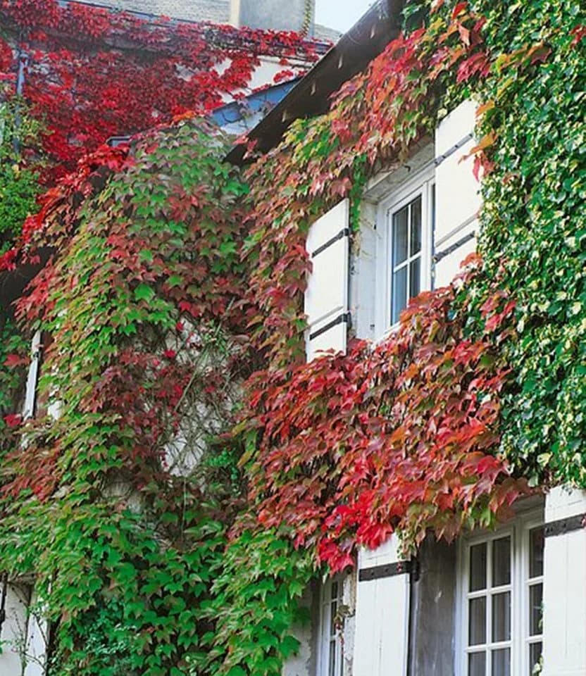 BALDUR Garten Kletterpflanze Wilder Wein 'Veitchii' Gespensterpflanze - Bild 2