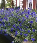 BALDUR Garten Zierstrauch Bartblume Blauer Spatz®, 1 St., Bartblumenstrauch, winterhart, mehrjährig, reichblühend Bild 1