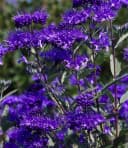 BALDUR Garten Zierstrauch Bartblume Blauer Spatz®, 1 St., Bartblumenstrauch, winterhart, mehrjährig, reichblühend Bild 2