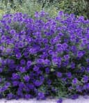 BALDUR Garten Zierstrauch Bartblume Blauer Spatz®, 1 St., Bartblumenstrauch, winterhart, mehrjährig, reichblühend Bild 4