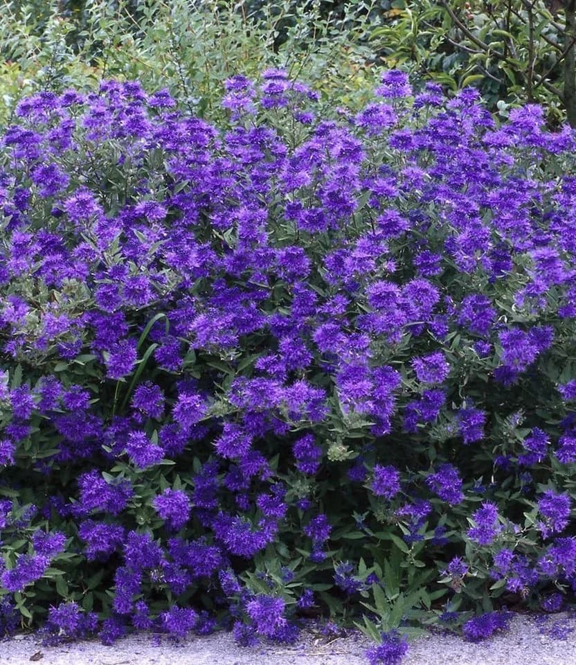 BALDUR Garten Zierstrauch Bartblume Blauer Spatz®, 1 St., Bartblumenstrauch, winterhart, mehrjährig, reichblühend - Bild 4