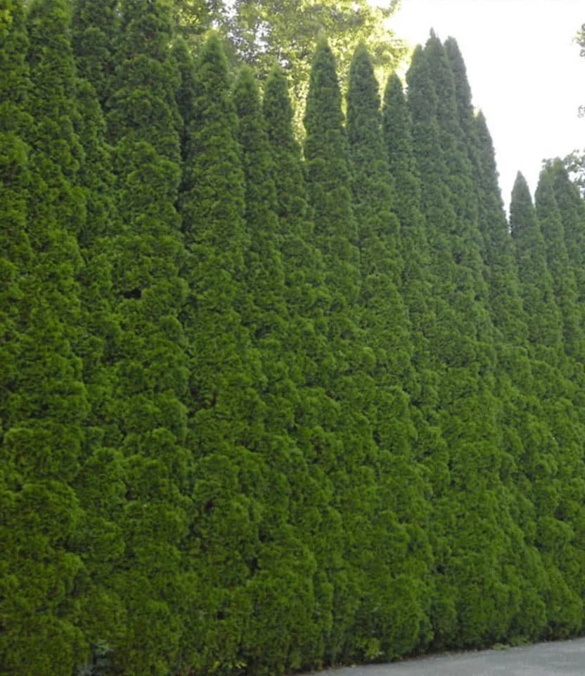 BALDUR Garten Lebensbaum-Hecke Smaragd 40-60 cm