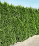 BALDUR Garten Lebensbaum-Hecke Smaragd 40-60 cm Bild 2