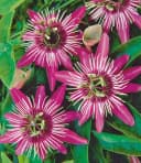 BALDUR Garten Zierstrauch Winterharte Passionsblume 'Ladybirds Dream' Bild 1