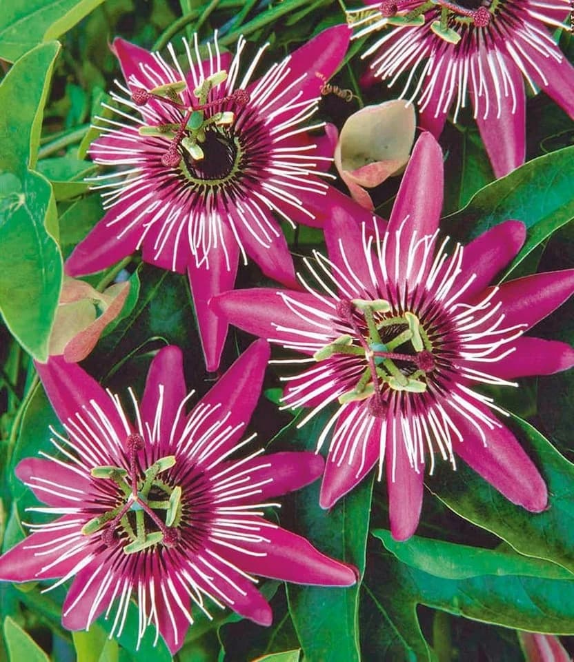 BALDUR Garten Zierstrauch Winterharte Passionsblume 'Ladybirds Dream'
