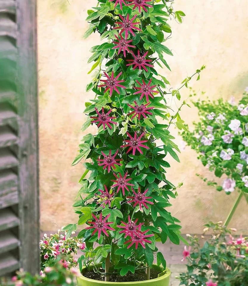 BALDUR Garten Zierstrauch Winterharte Passionsblume 'Ladybirds Dream' - Bild 2