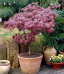 BALDUR Garten Japanischer Ahorn Burgund Zwerg-Ahorn Winterhart Mehrjährig Bild 1