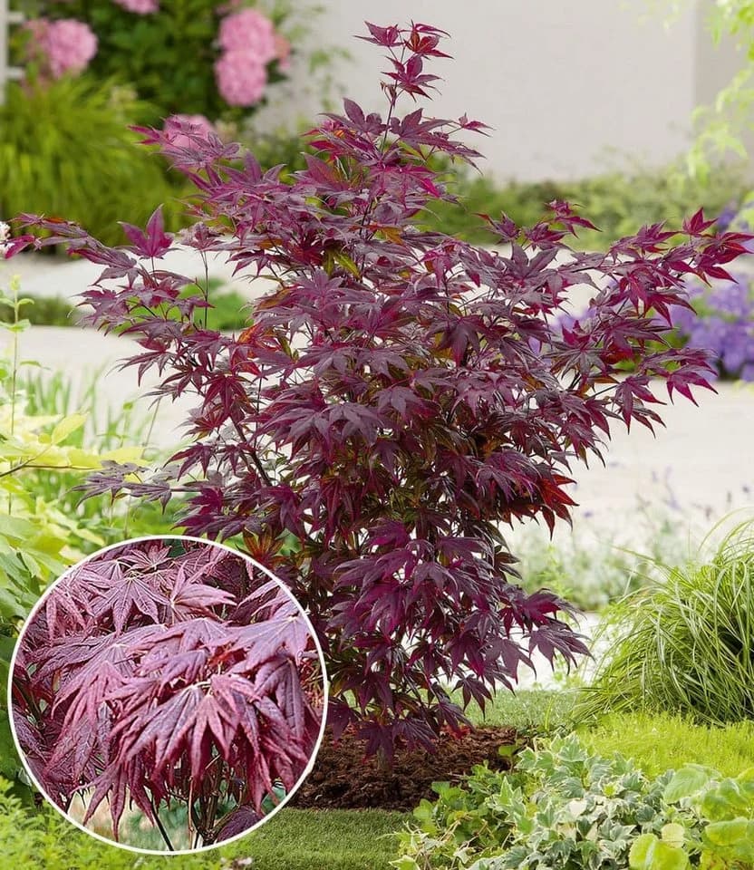 BALDUR Garten Japanischer Ahorn Burgund Zwerg-Ahorn Winterhart Mehrjährig - Bild 2