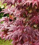BALDUR Garten Japanischer Ahorn Burgund Zwerg-Ahorn Winterhart Mehrjährig Bild 3
