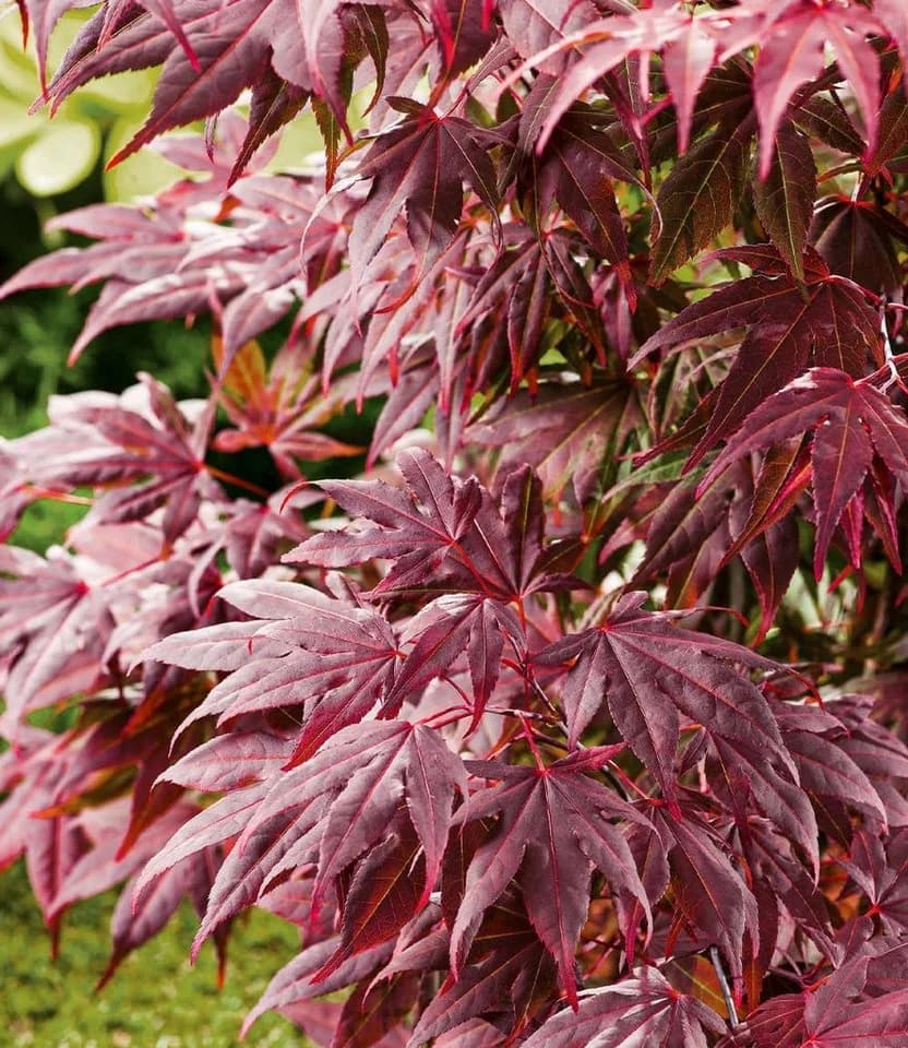 BALDUR Garten Japanischer Ahorn Burgund Zwerg-Ahorn Winterhart Mehrjährig - Bild 3