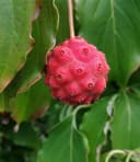 BALDUR Garten Zierstrauch Japanischer Blumen-Hartriegel Weiß Bild 1