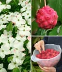 BALDUR Garten Zierstrauch Japanischer Blumen-Hartriegel Weiß Bild 2