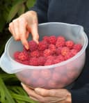 BALDUR Garten Zierstrauch Japanischer Blumen-Hartriegel Weiß Bild 4