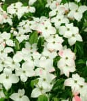 BALDUR Garten Zierstrauch Japanischer Blumen-Hartriegel Weiß Bild 5
