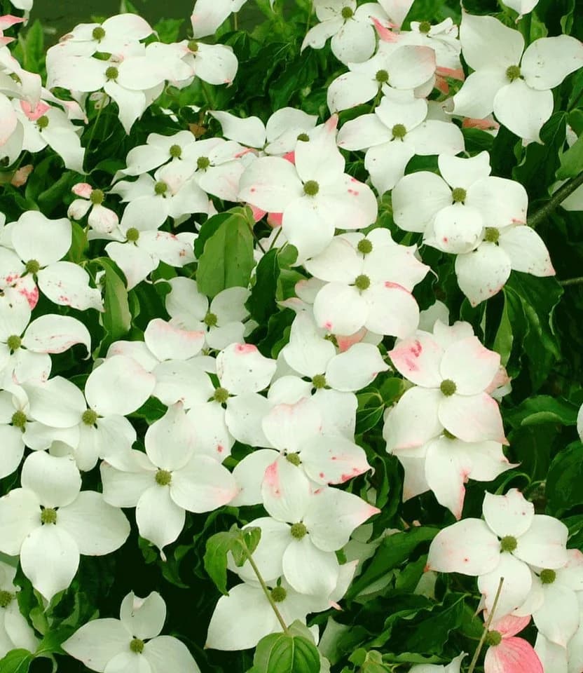 BALDUR Garten Zierstrauch Japanischer Blumen-Hartriegel Weiß - Bild 5