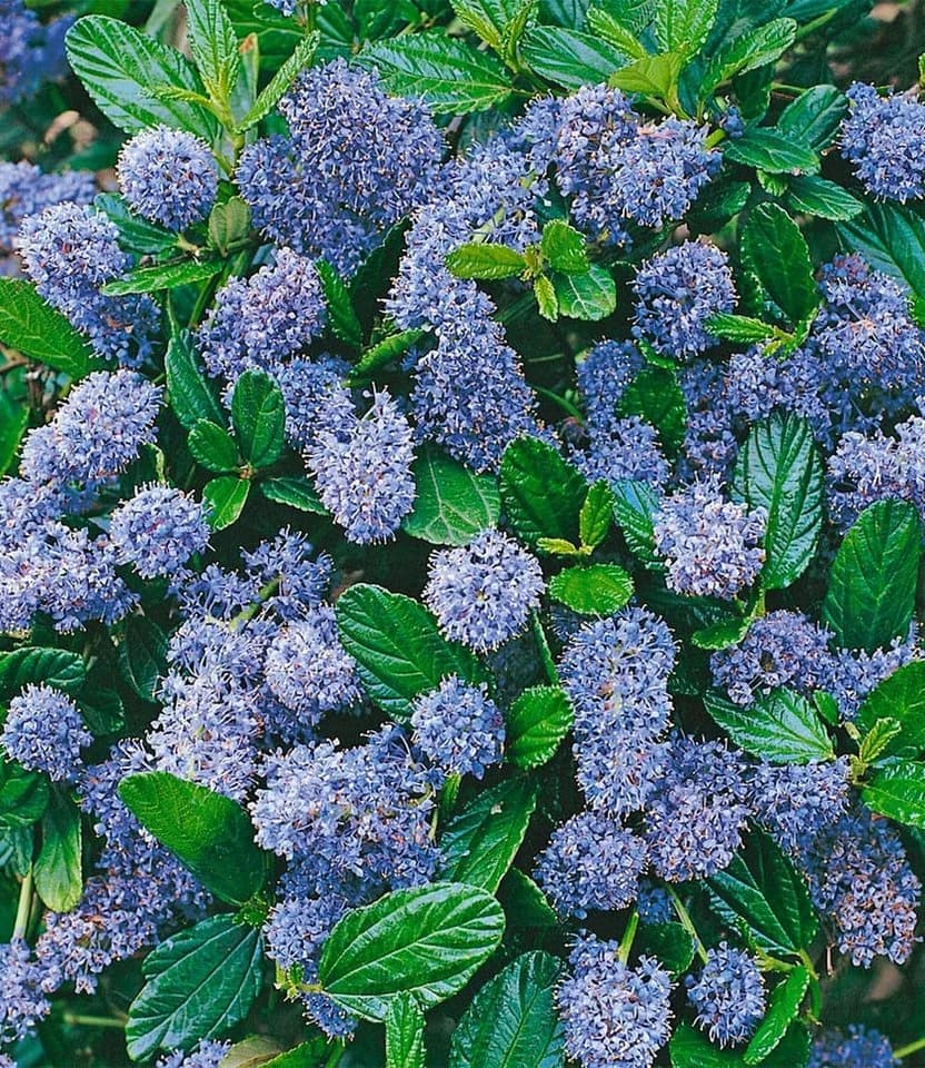 BALDUR Garten Zierstrauch Blauer Ceanothus Blue Mound
