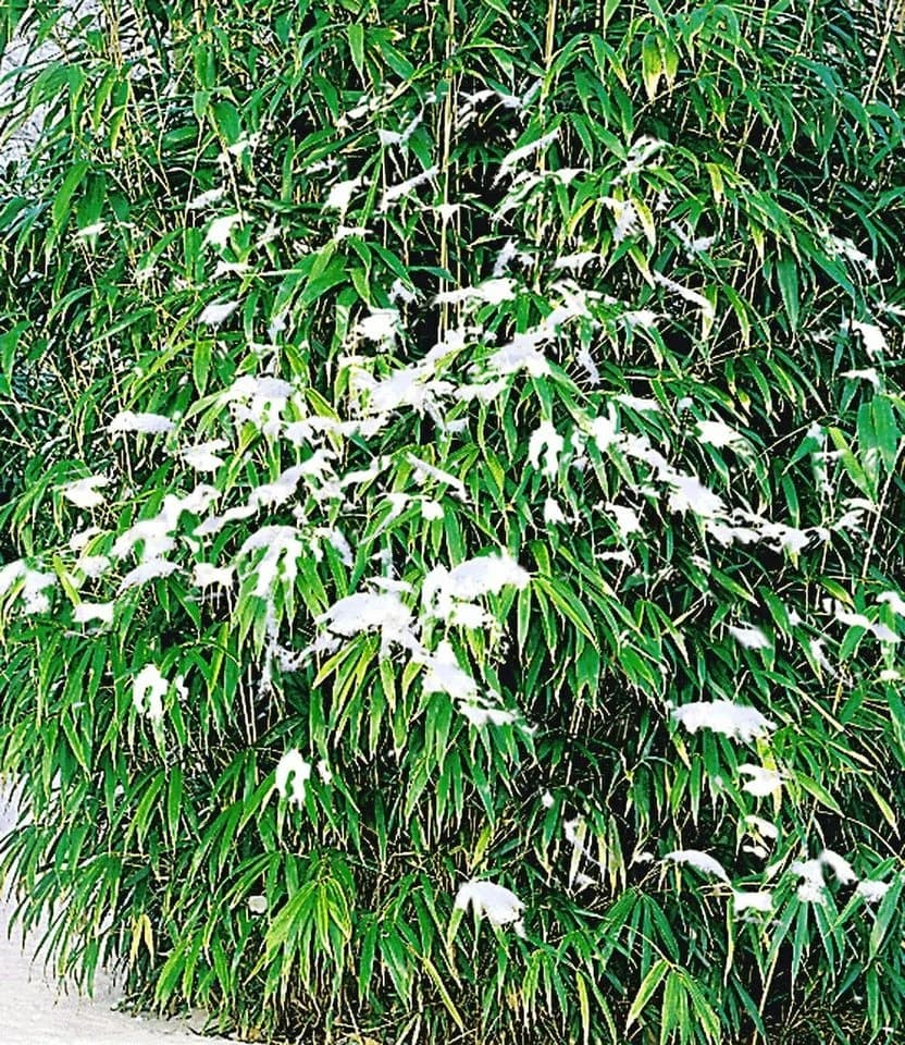 BALDUR Garten Bambus Winterharte Bambus-Hecke 10 St. Immergrün
