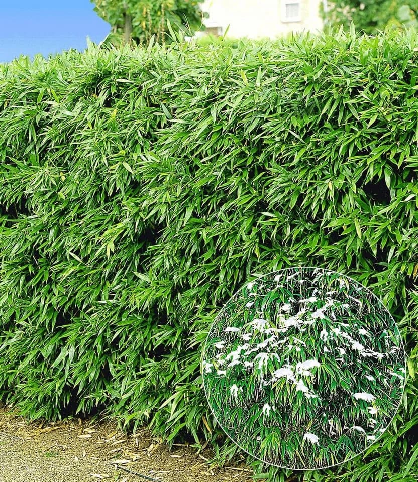 BALDUR Garten Bambus Winterharte Bambus-Hecke 10 St. Immergrün - Bild 2
