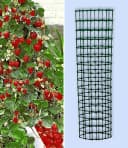 BALDUR Garten Kletter-Erdbeere 'Hummi®' mit Rankturm, Winterhart, Mehrjährig, Pflegeleicht Bild 2