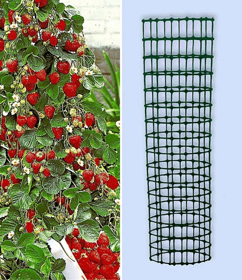 BALDUR Garten Kletter-Erdbeere 'Hummi®' mit Rankturm, Winterhart, Mehrjährig, Pflegeleicht - Bild 2