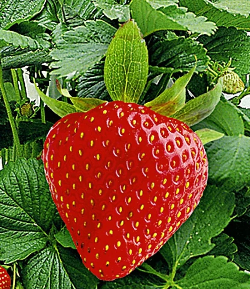 BALDUR Garten Kletter-Erdbeere 'Hummi®' mit Rankturm, Winterhart, Mehrjährig, Pflegeleicht - Bild 4