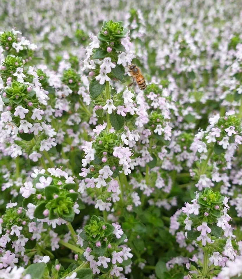 BALDUR Garten Zitronenthymian Bodendecker 3 St. Immergrün Rosa
