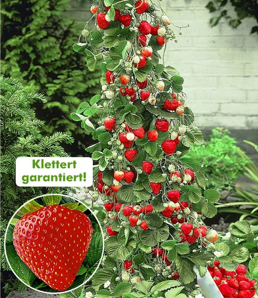 BALDUR Garten Obstpflanze Beeren-Kollektion 4 St. Klettererdbeere Hummi Winterhart Mehrjährig Pflegeleicht