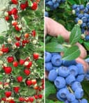 BALDUR Garten Obstpflanze Beeren-Kollektion 4 St. Klettererdbeere Hummi Winterhart Mehrjährig Pflegeleicht Bild 2
