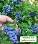 BALDUR Garten Obstpflanze Beeren-Kollektion 4 St. Klettererdbeere Hummi Winterhart Mehrjährig Pflegeleicht Bild 3