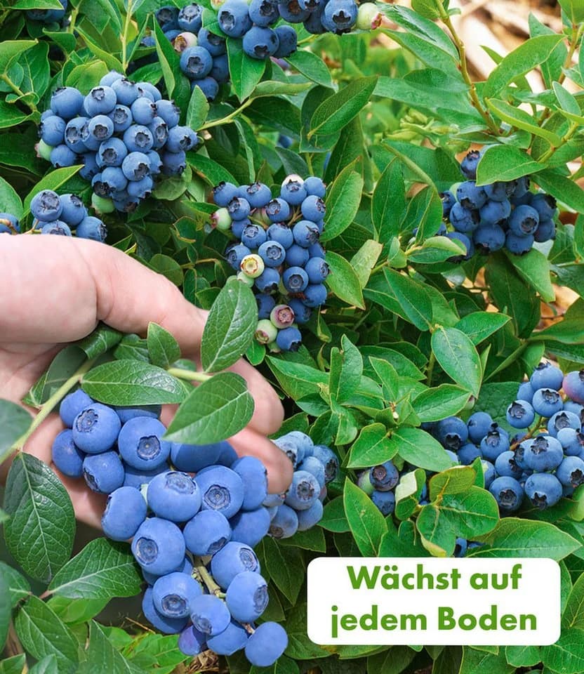 BALDUR Garten Obstpflanze Beeren-Kollektion 4 St. Klettererdbeere Hummi Winterhart Mehrjährig Pflegeleicht - Bild 3