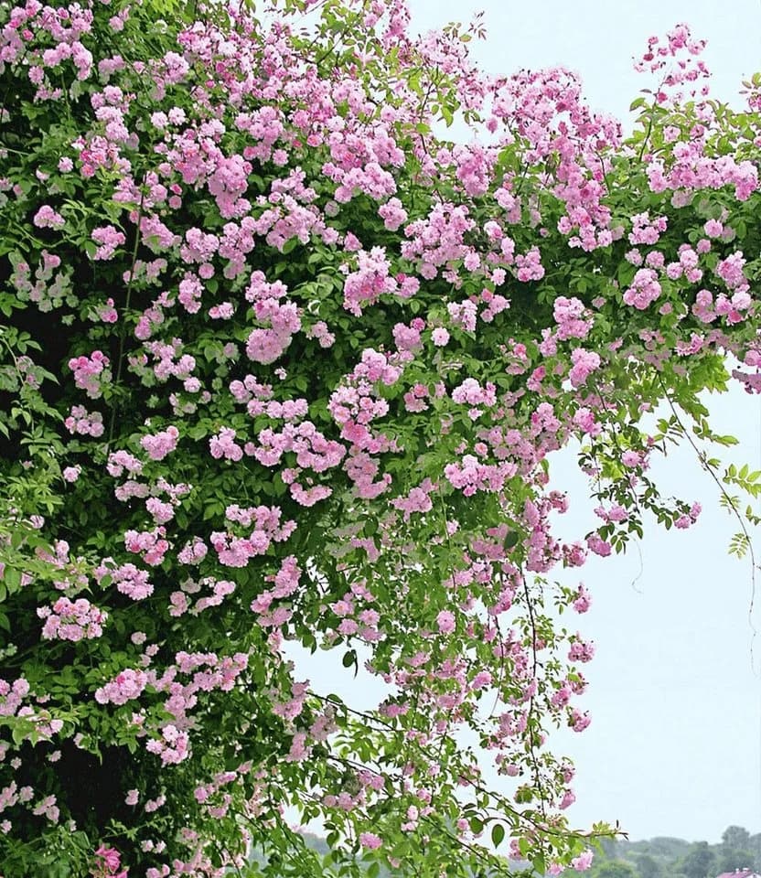 BALDUR Garten Rose Rambler-Rosen-Kollektion blau und rosa, 2 St.