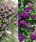 BALDUR Garten Rose Rambler-Rosen-Kollektion blau und rosa, 2 St. Bild 2
