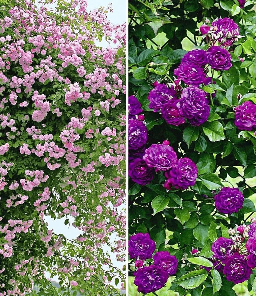 BALDUR Garten Rose Rambler-Rosen-Kollektion blau und rosa, 2 St. - Bild 2