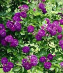 BALDUR Garten Rose Rambler-Rosen-Kollektion blau und rosa, 2 St. Bild 3