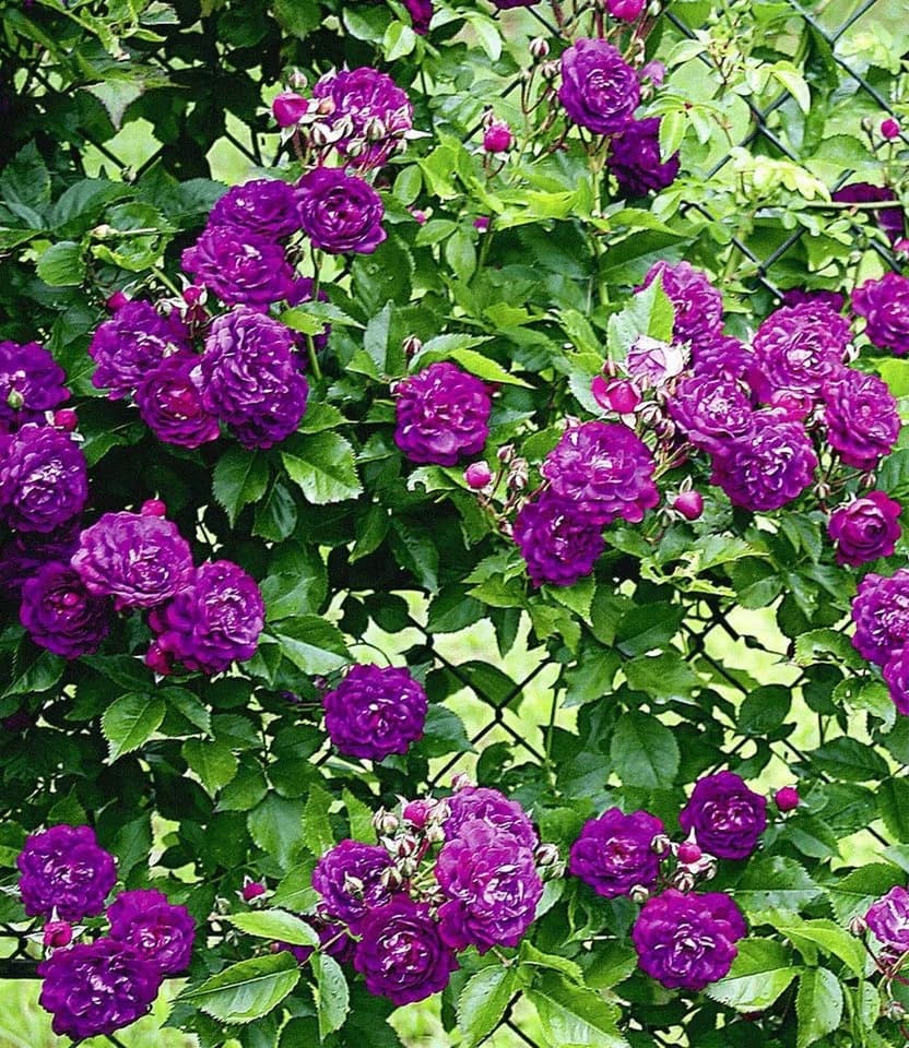 BALDUR Garten Rose Rambler-Rosen-Kollektion blau und rosa, 2 St. - Bild 3