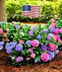 BALDUR Garten Zierstrauch Freiland-Hortensie 'L.A. Dreamin®' Bild 1