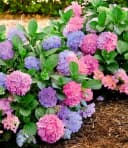 BALDUR Garten Zierstrauch Freiland-Hortensie 'L.A. Dreamin®' Bild 2