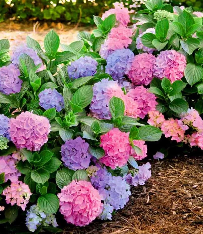 BALDUR Garten Zierstrauch Freiland-Hortensie 'L.A. Dreamin®' - Bild 2