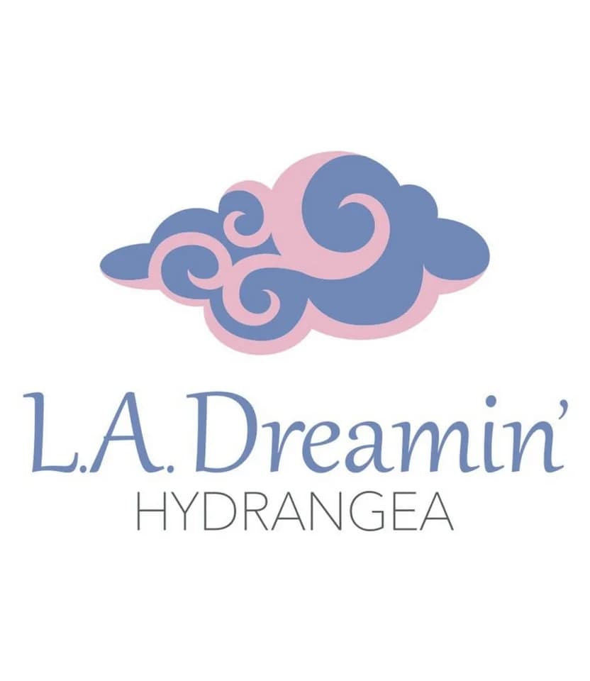 BALDUR Garten Zierstrauch Freiland-Hortensie 'L.A. Dreamin®' - Bild 3