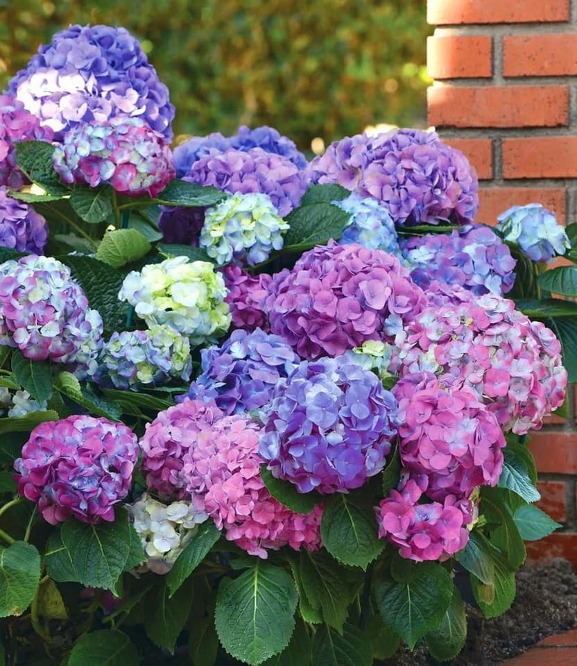 BALDUR Garten Zierstrauch Freiland-Hortensie 'L.A. Dreamin®' - Bild 4