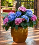 BALDUR Garten Zierstrauch Freiland-Hortensie 'L.A. Dreamin®' Bild 5