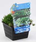 BALDUR Garten Wasserpflanze Sauerstoff-Teichpflanzen im Korb Bild 1