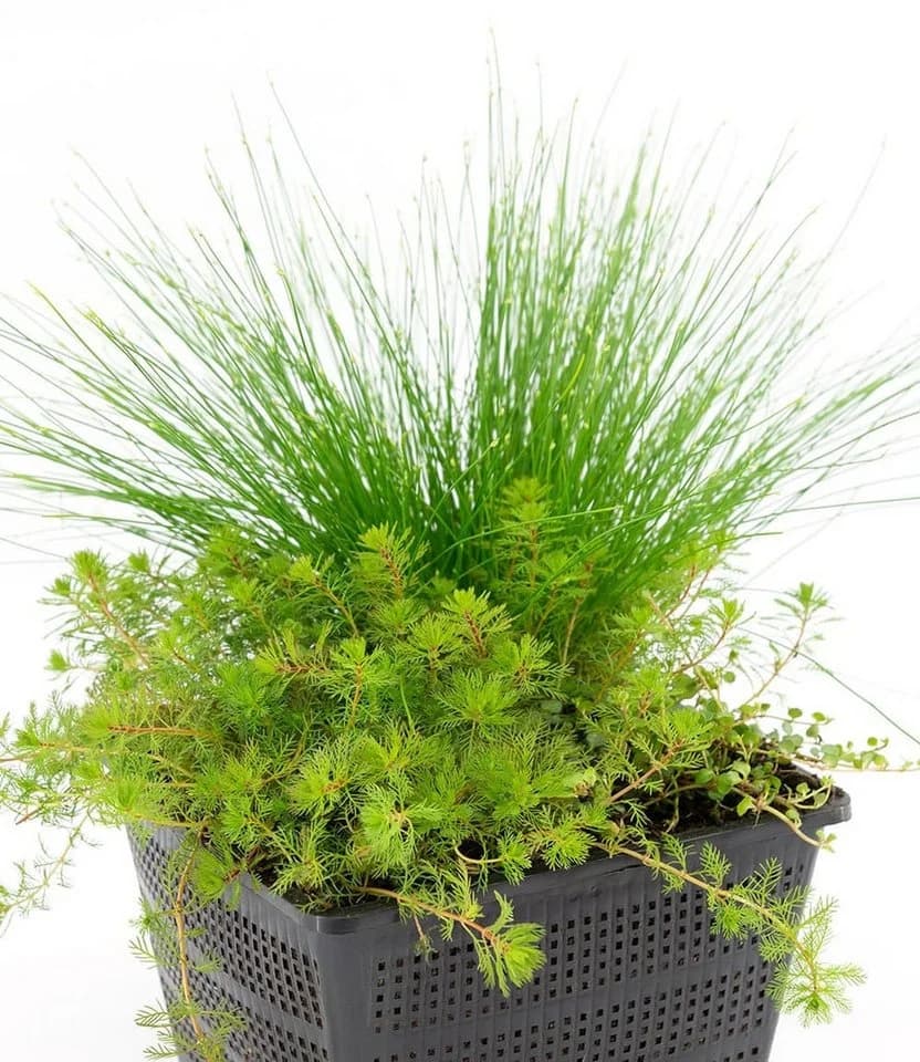 BALDUR Garten Wasserpflanze Sauerstoff-Teichpflanzen im Korb - Bild 2