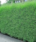 BALDUR Garten Leyland-Zypressen-Hecke 20 Pflanzen Schnellwachsend Immergrün Winterhart Bild 1